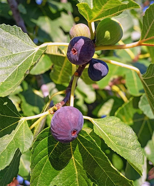 Smochin Pom ''Ficus carica'', 1 Bucata