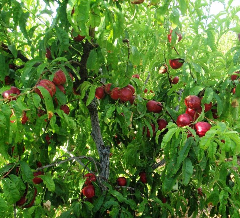 Nectarin "Romamer", Anul 2, 1 Bucata