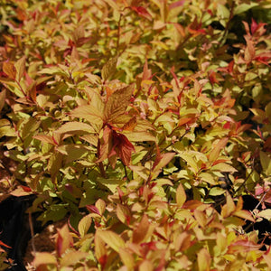 Spiraea Japonica ''Firelight'' (Cununita)