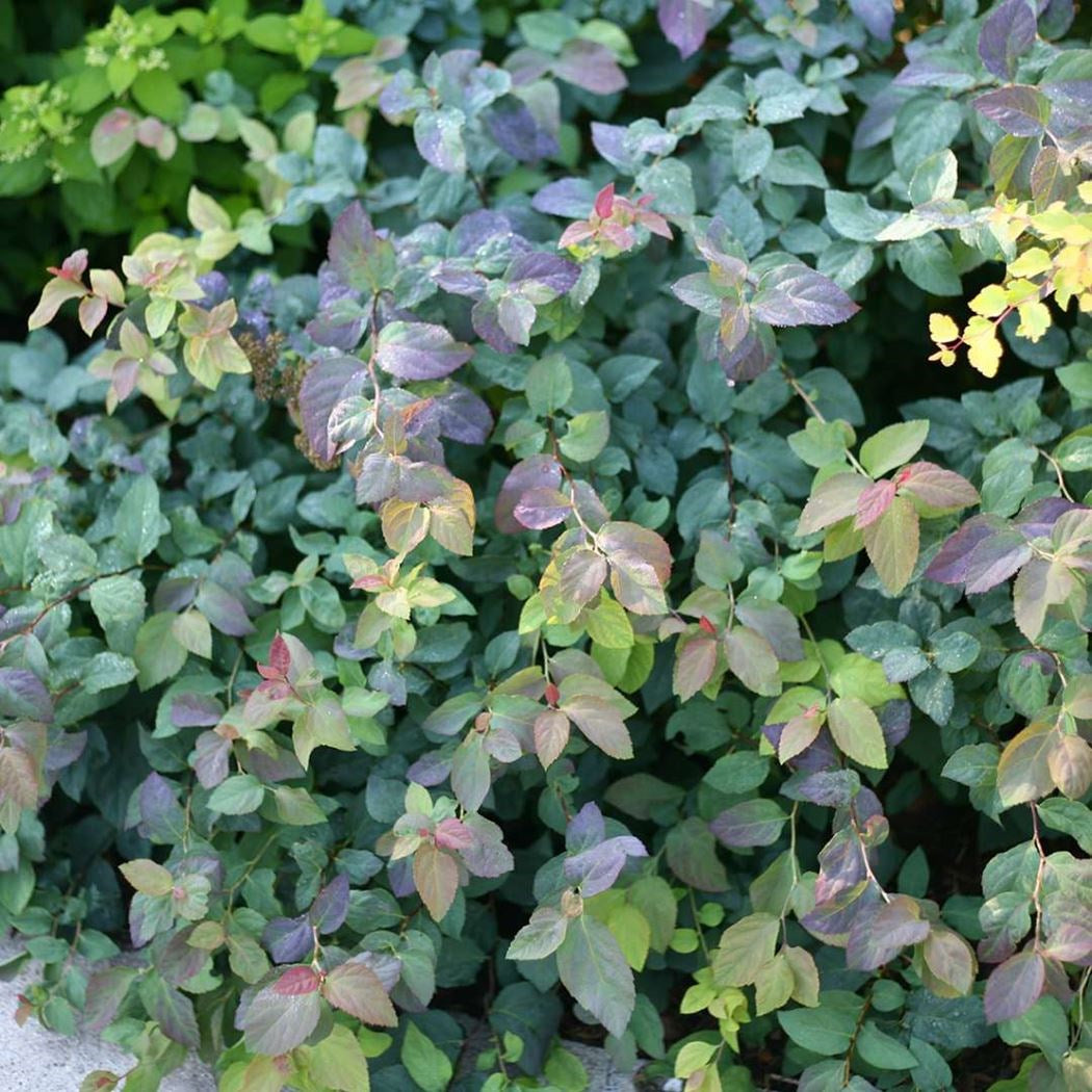 Spiraea Japonica ''Double Play Blue'' (Cununita)