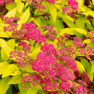 Spirea Aurie Glob la Ghiveci de 3 litri, 1 Bucata