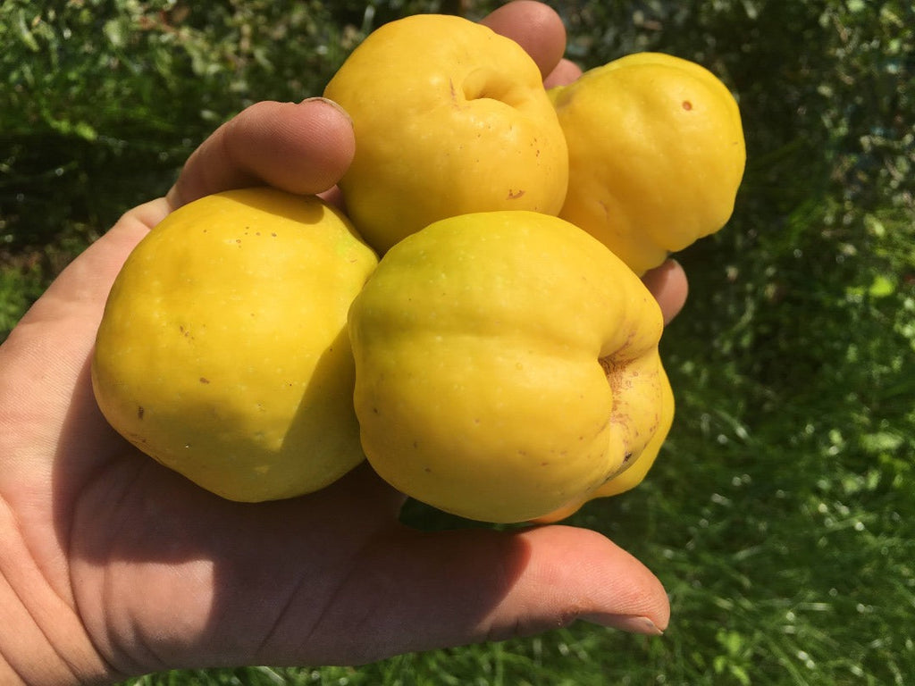 Gutui Moldovenesti