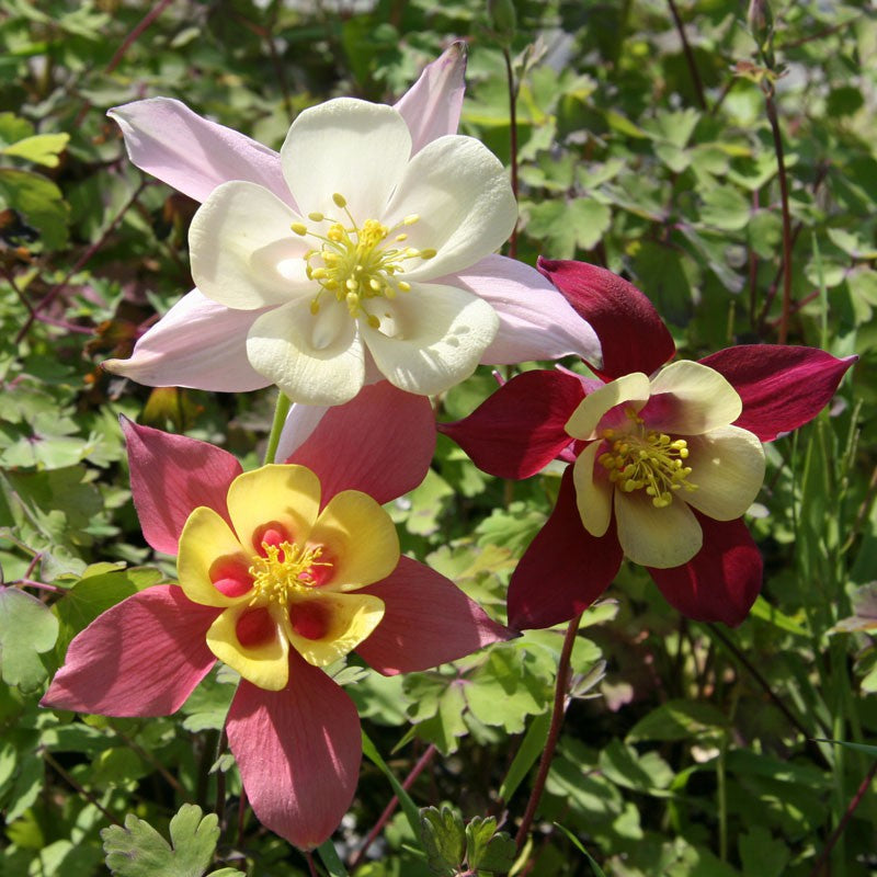 Bulbi de Caldaruse Aquilegia "McKanna Hybrids", Culori Mixt, 3 Radacini