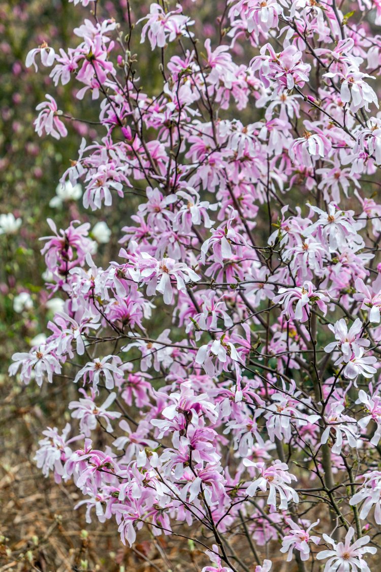 Magnolia Stellata "Rosea", la Ghiveci de 3L, 1 Bucata