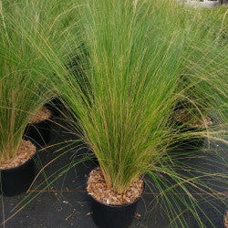 Iarba Mexicana, ''Stipa Tenuifolia'', la Ghiveci de 3L, 40/50 cm, 1 Bucata