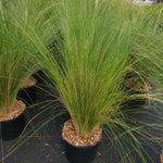 Iarba Mexicana, ''Stipa Tenuifolia'', la Ghiveci de 3L, 40/50 cm, 1 Bucata