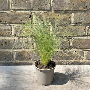 Iarba Mexicana, ''Stipa Tenuifolia'', la Ghiveci de 3L, 40/50 cm, 1 Bucata