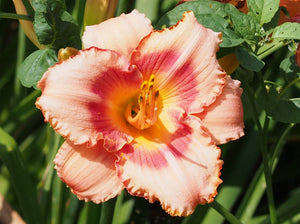 Bulbi de Hemerocallis "Strawberry Candy", Crin Salbatic, 1 Bucata