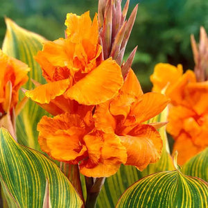 Bulbi de Canna "Striata", 1 Bucata