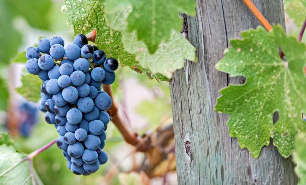 Vița de Vie "Merlot", la Ghiveci