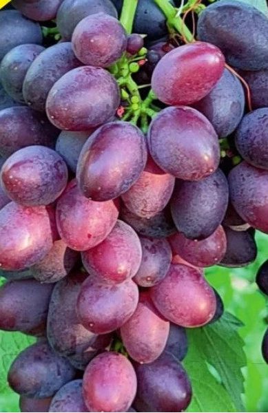 Butaș Viță de Vie de Masă "Coarna Neagră", 1 Bucată