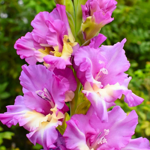 Bulbi de Gladiole "Sunbelt", 7 Bucati