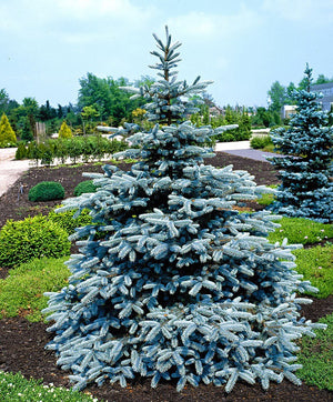 Picea Pungens Super Blue Seeding - Brad Argintiu ,la Ghiveci de 6 litri, 1 Bucata