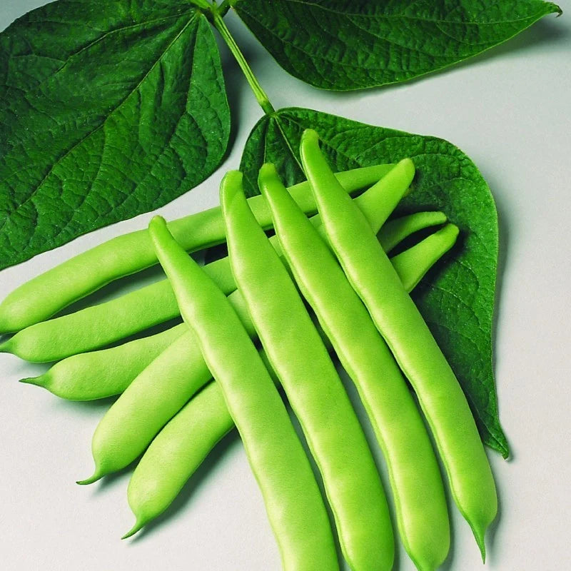 Semințe de Fasole Oloagă "Marconi" , 100 gr