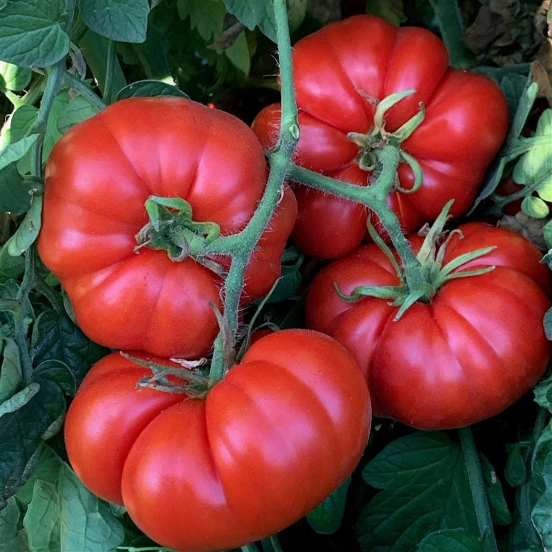 Semințe de Roșii "Marmande" , 0,7 gr