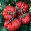 Semințe de Roșii "Marmande" , 0,7 gr
