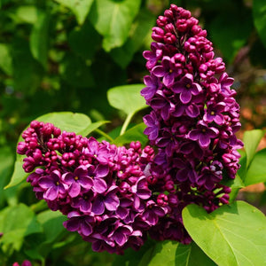 Liliac Syringa Vulgaris Andenken and Ludvig Spaeth , 1 Bucata