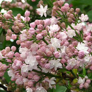 Liliac Syringa Vulgaris "Beauty of Moscow" 1 Bucata