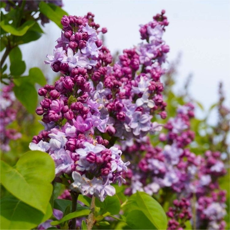 Liliac Syringa Vulgaris "Katherine Havemeyer" 1 Bucata