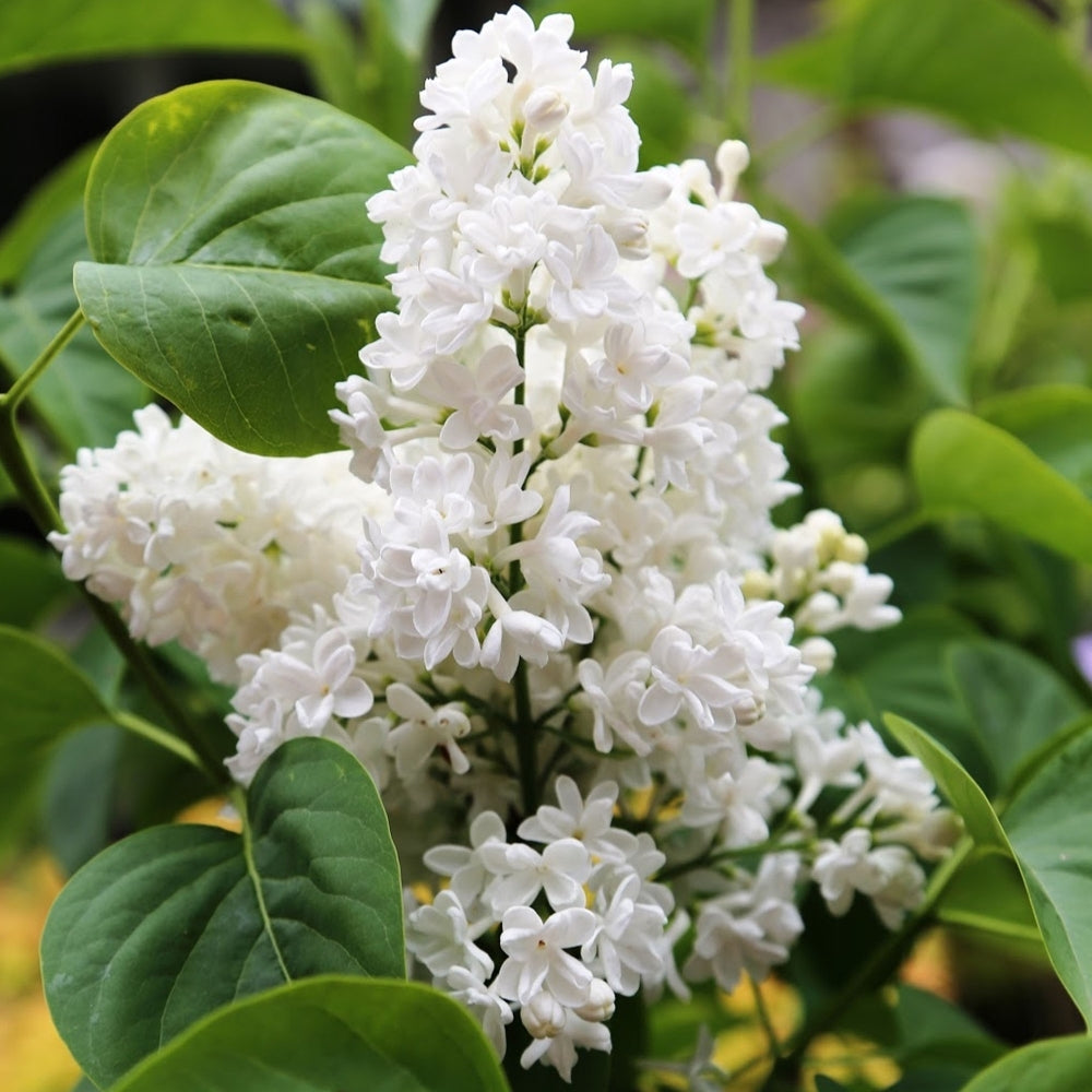 Liliac Syringa Vulgaris "Madame Lemoine", 1 Bucata