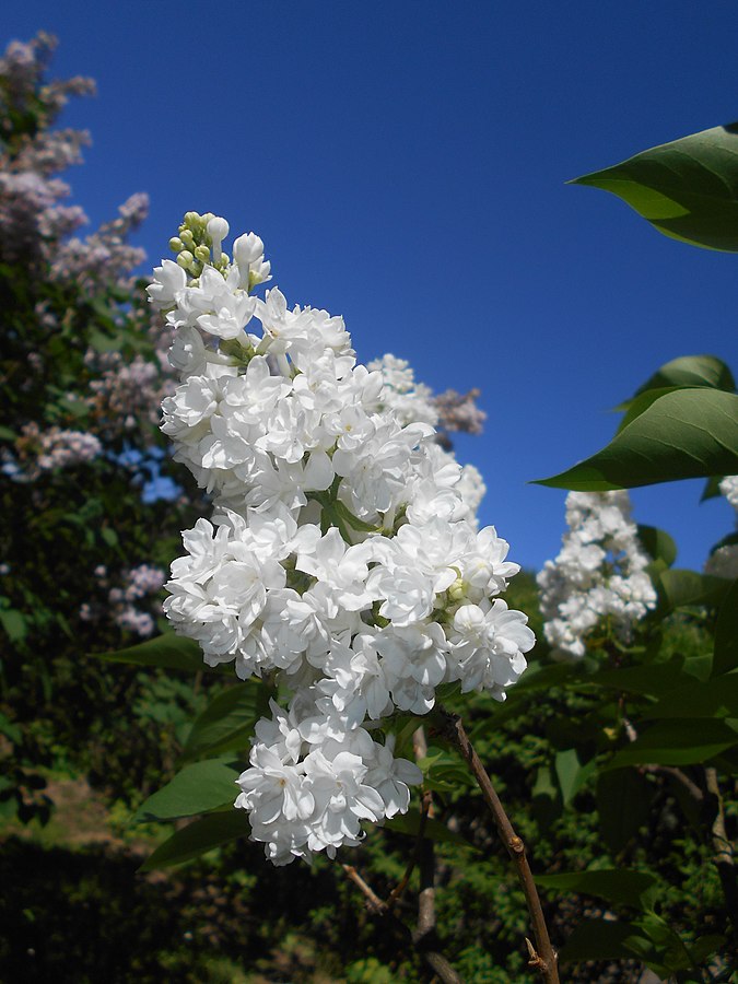 Liliac Syringa Vulgaris Alb, 1 Bucata