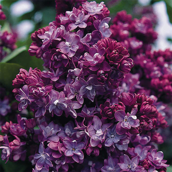 Liliac Syringa Vulgaris "Paul Thirion", 1 Bucata