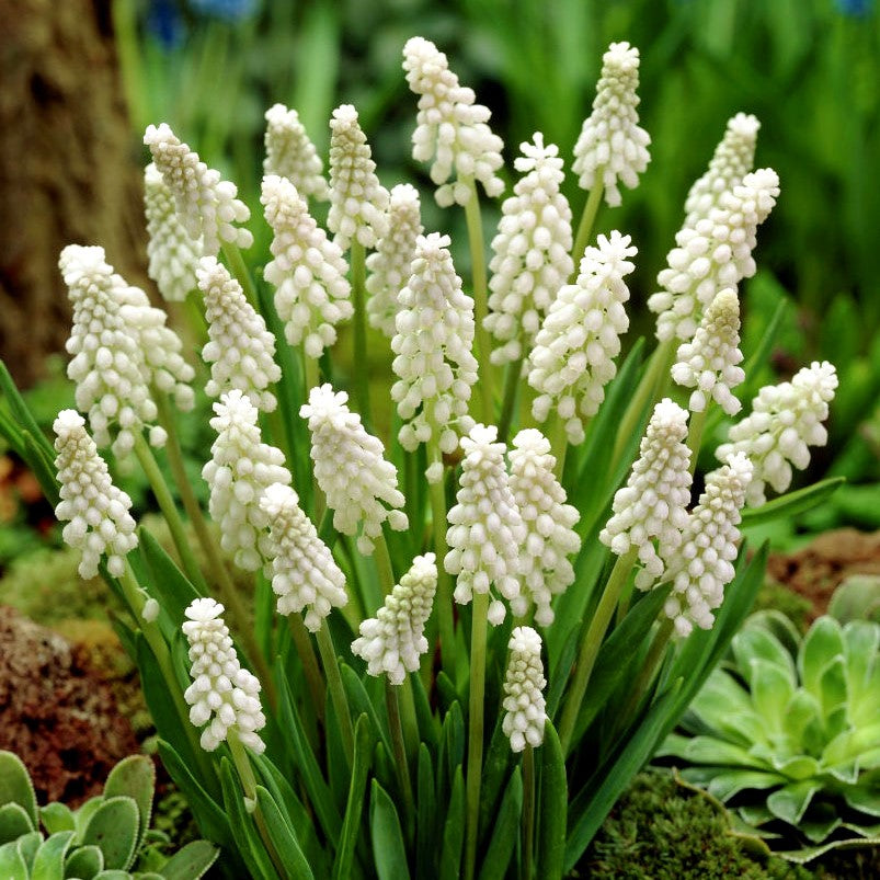 Bulbi de Muscari "Botryoides Album", 5 Bucati