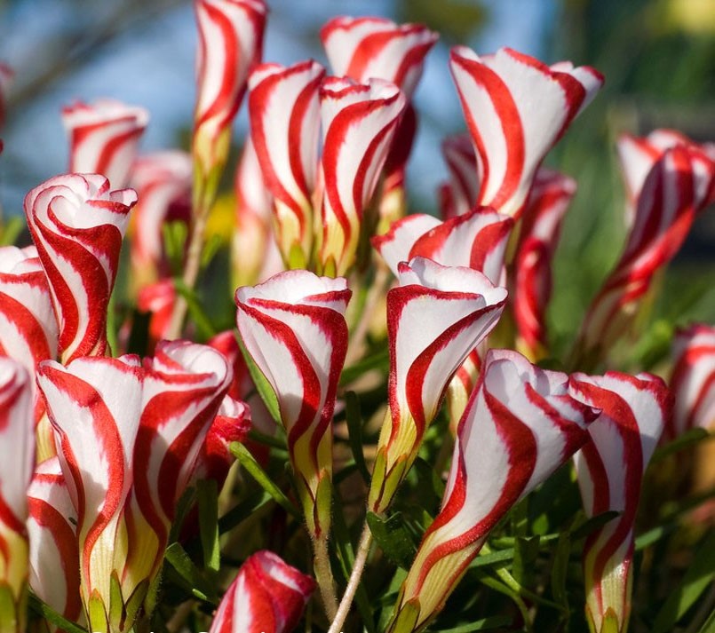 Bulbi de Oxalis "Versicolor", Trifoi Ornamental, 10 Bucăți