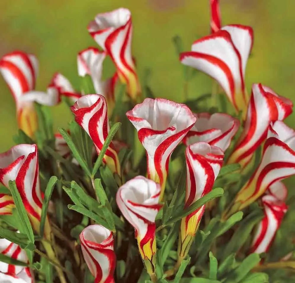 Bulbi de Oxalis "Versicolor", Trifoi Ornamental, 10 Bucăți