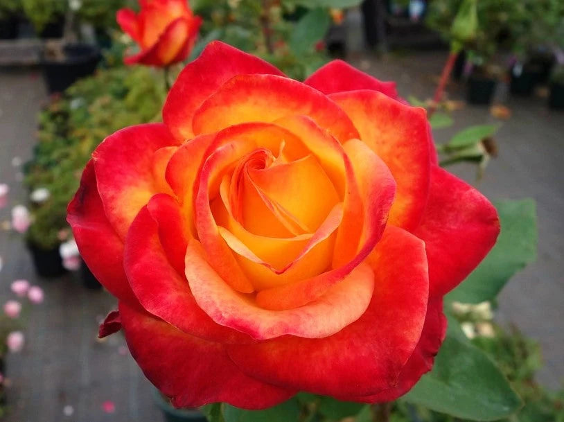 Trandafiri Butași Teahibrizi - Monica