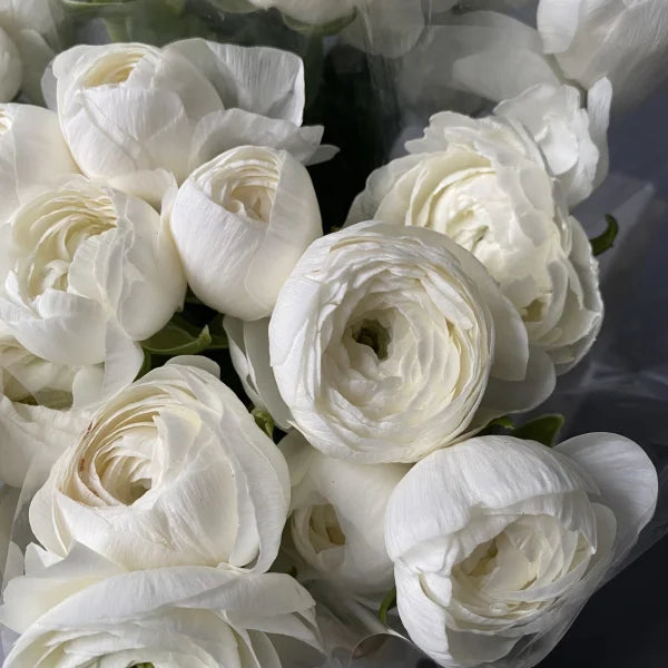 Bulbi de Ranunculus - Alb - 5 buc