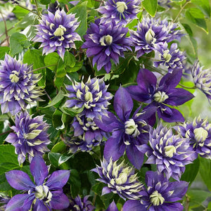 Clematis "Taiga" la Ghiveci, 1 Bucata