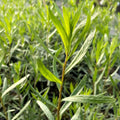 Semințe Plante Aromatice - Tarhon, 0,5 gr