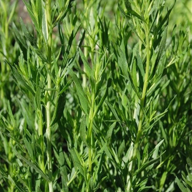 Semințe Plante Aromatice - Tarhon, 0,5 gr