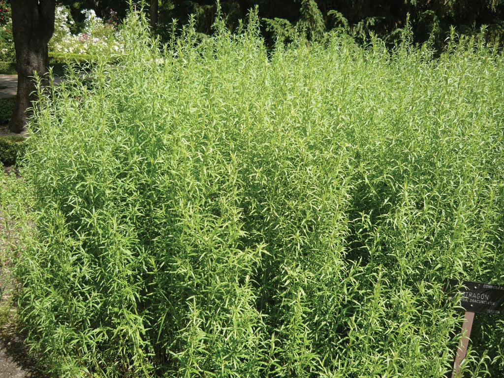 Semințe Plante Aromatice - Tarhon, 0,5 gr