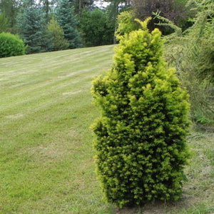 Taxus Media Hicksii la Ghiveci de 3 litri, 1 Bucata