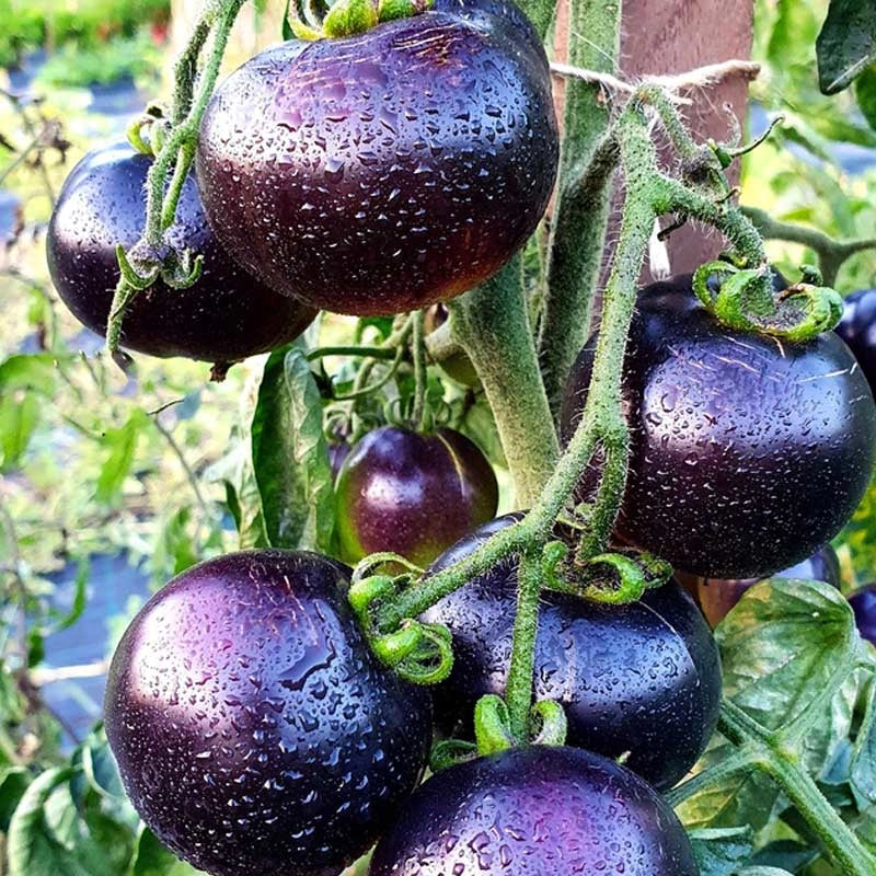 Semințe de Roșii Hibrid "Blue Cherry", 0.1 gr