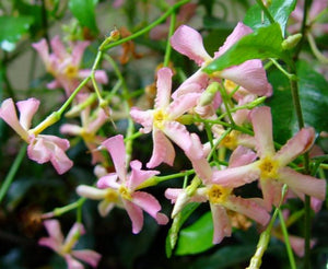 Iasomie Stelata "Jasminum Officinale", Roz, la Ghiveci de 3L, 1 Bucata