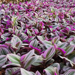 Tradescantia albiflora 'Nanouk' la ghiveci, 1 Bucata /pachet