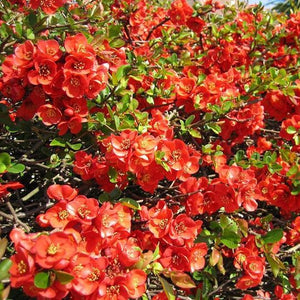 Chaenomeles Japonica ''Orange Trail'' (Gutuiul Japonez), la ghiveci P9