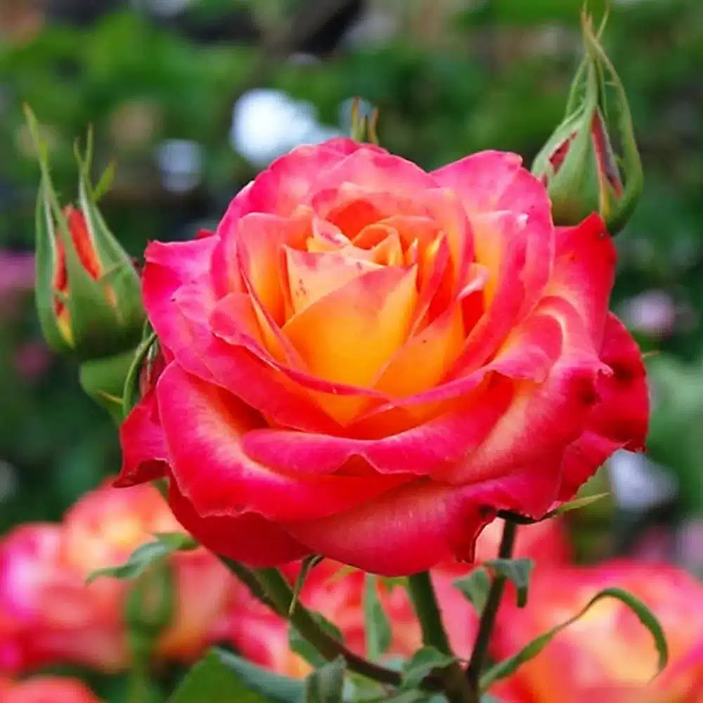 Trandafiri Butasi Teahibrizi - Monica - 1 buc