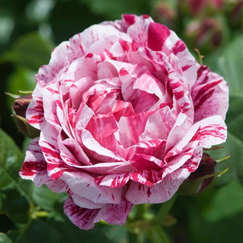 Trandafiri Butasi Teahibrizi - Ferdinand