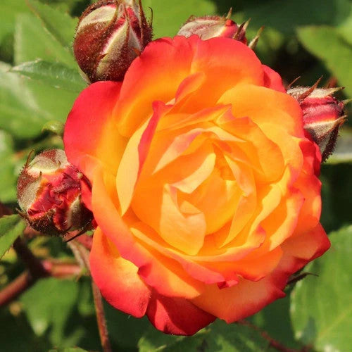 Trandafiri Butași Teahibrizi - Rumba