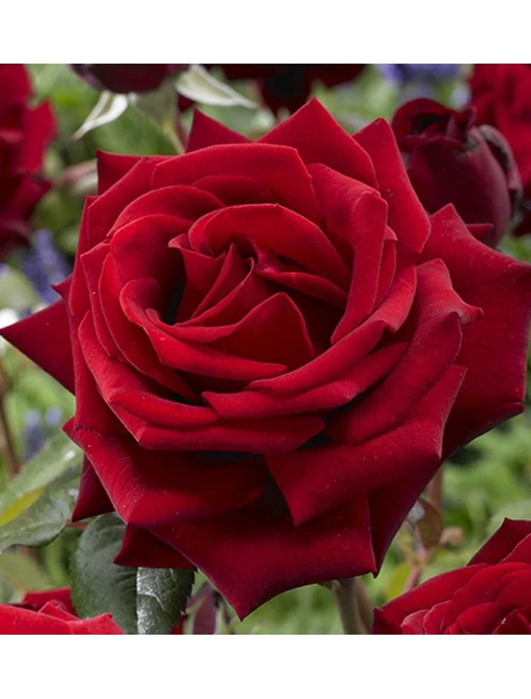 Trandafiri Butași Teahibrizi - Mr Lincoln