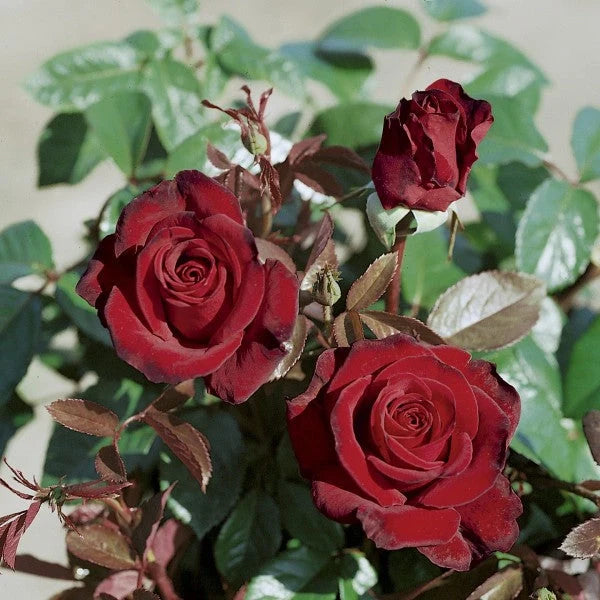 Trandafiri Butași Teahibrizi - Black Madonna