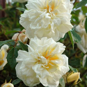 trandafiri cataratori1804