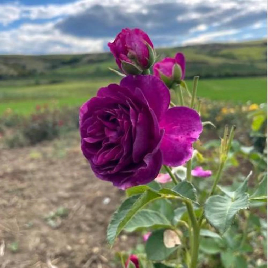 trandafiri cataratori1814