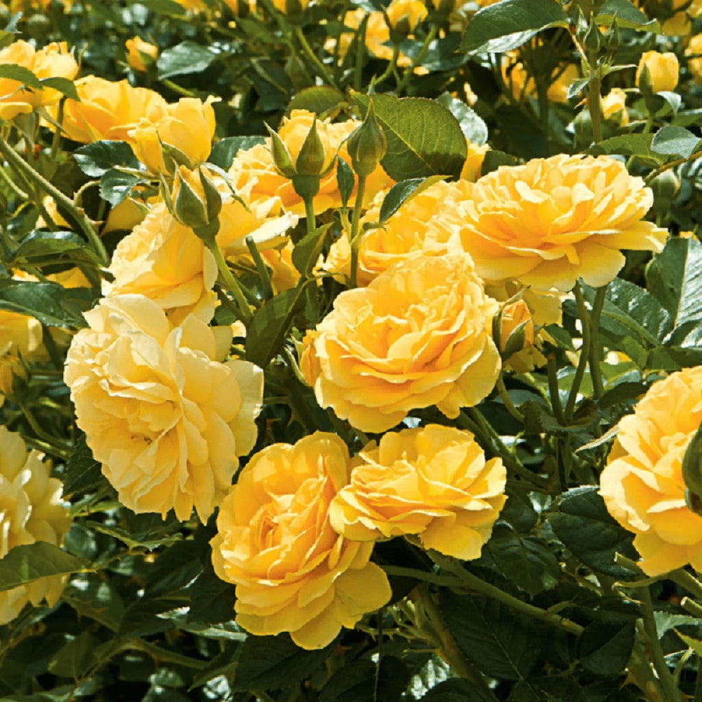 trandafiri cataratori1826