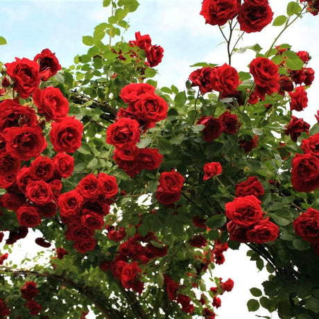 trandafiri cataratori1916