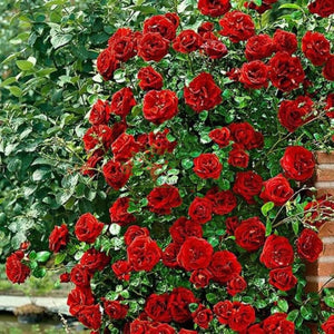 trandafiri cataratori1918